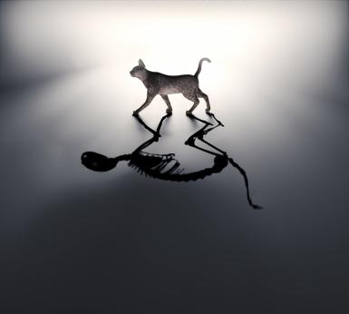 Schrodinger's cat, illustration