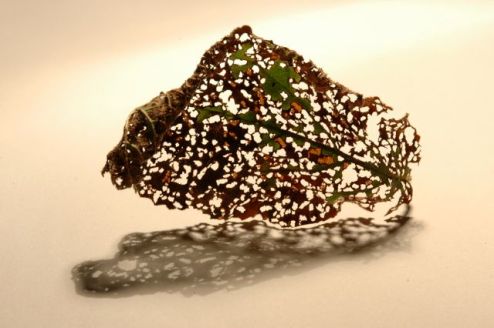 %cf%80%ce%b1%cf%81%ce%b1%ce%ba%ce%bc%ce%ae