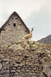 11061968_10207330752132468_5037015475044831204_o