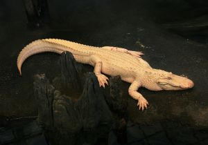 1280px-Albino_Alligator_2008