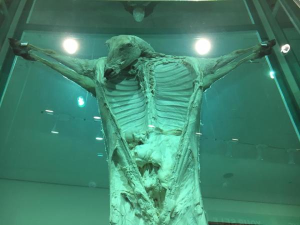 19884490_668018116724035_5874316145561986867_n