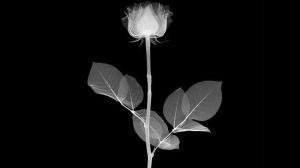 wp-contentgalleryx-ray-images-expose-flowers-hidden-skeletonsveasey-flower.jpgfit-in__850x850