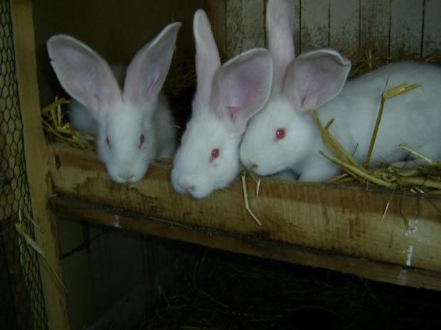 3417_234622796660039_1445832683_n