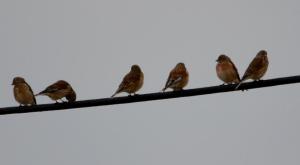 379370_591198270895508_172190301_n