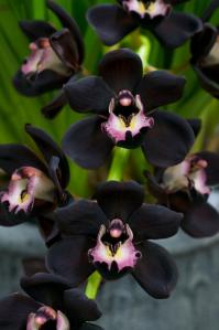 247691_538694146157437_2038345202_n