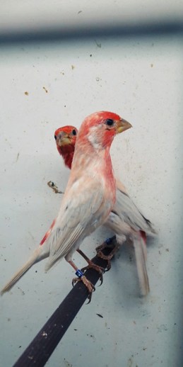 69331424_930072294014024_1019264815299821568_n