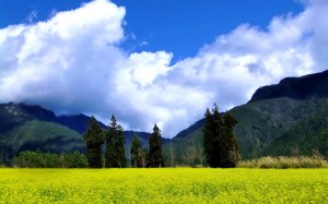 mountains clouds landscapes nature trees flowers hills taiwan yellow flowers skies_www.paperhi.com_23