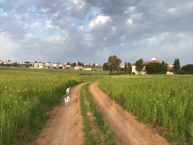 Βόλτα πίσω από το Μανιτάρι 1