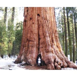 sequoiadendron_giganteum_giant_tree_600x490-550x550w