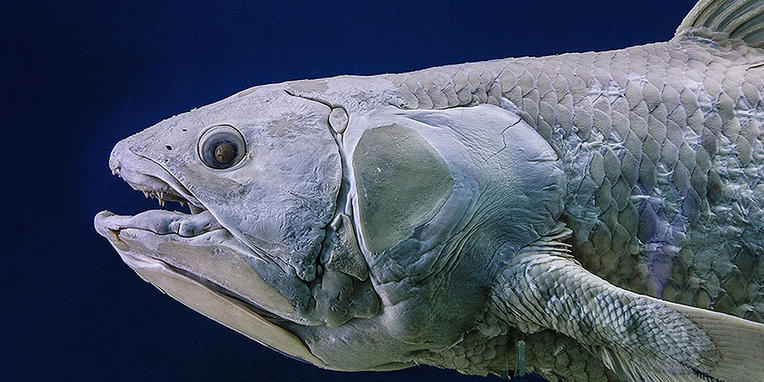 coelacanth-shelf-life-tw_billboard